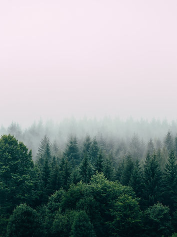 Image by Filip Zrnzević