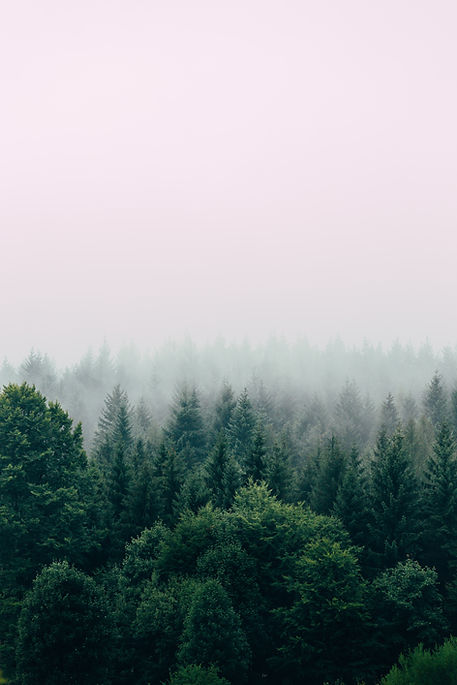 Image by Filip Zrnzević