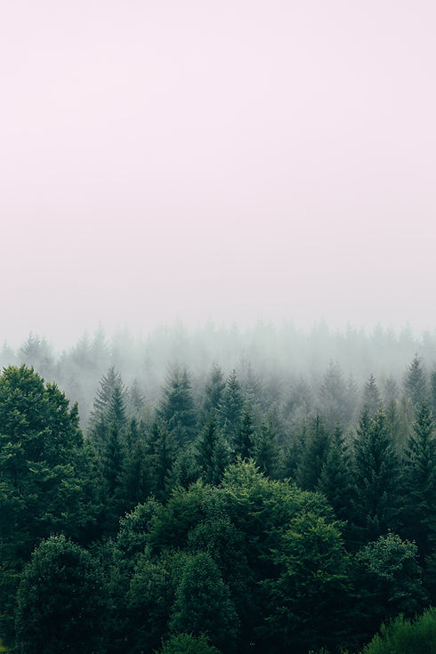 Image by Filip Zrnzević