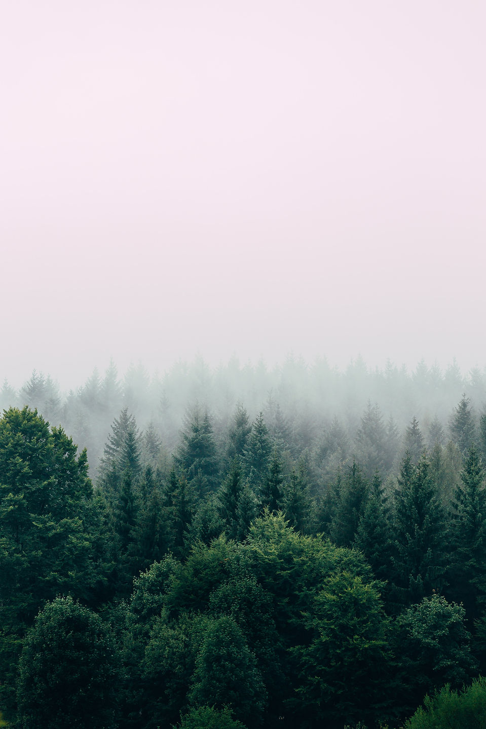 Image by Filip Zrnzević