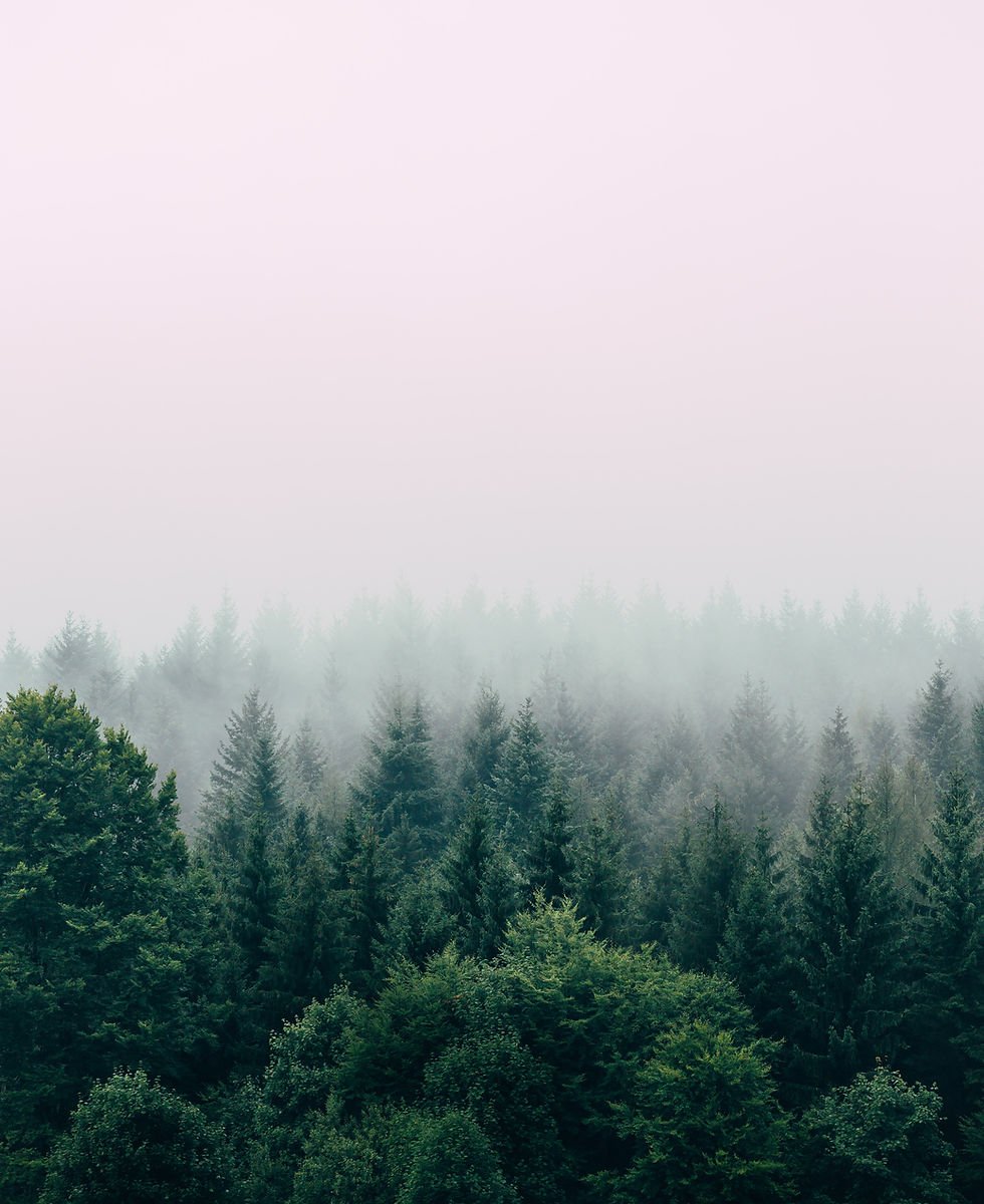 Image by Filip Zrnzević