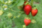 A picture of ripening strawberries. Strawberries are heavily sprayed with pesticids. Organic strawberries are healthier.