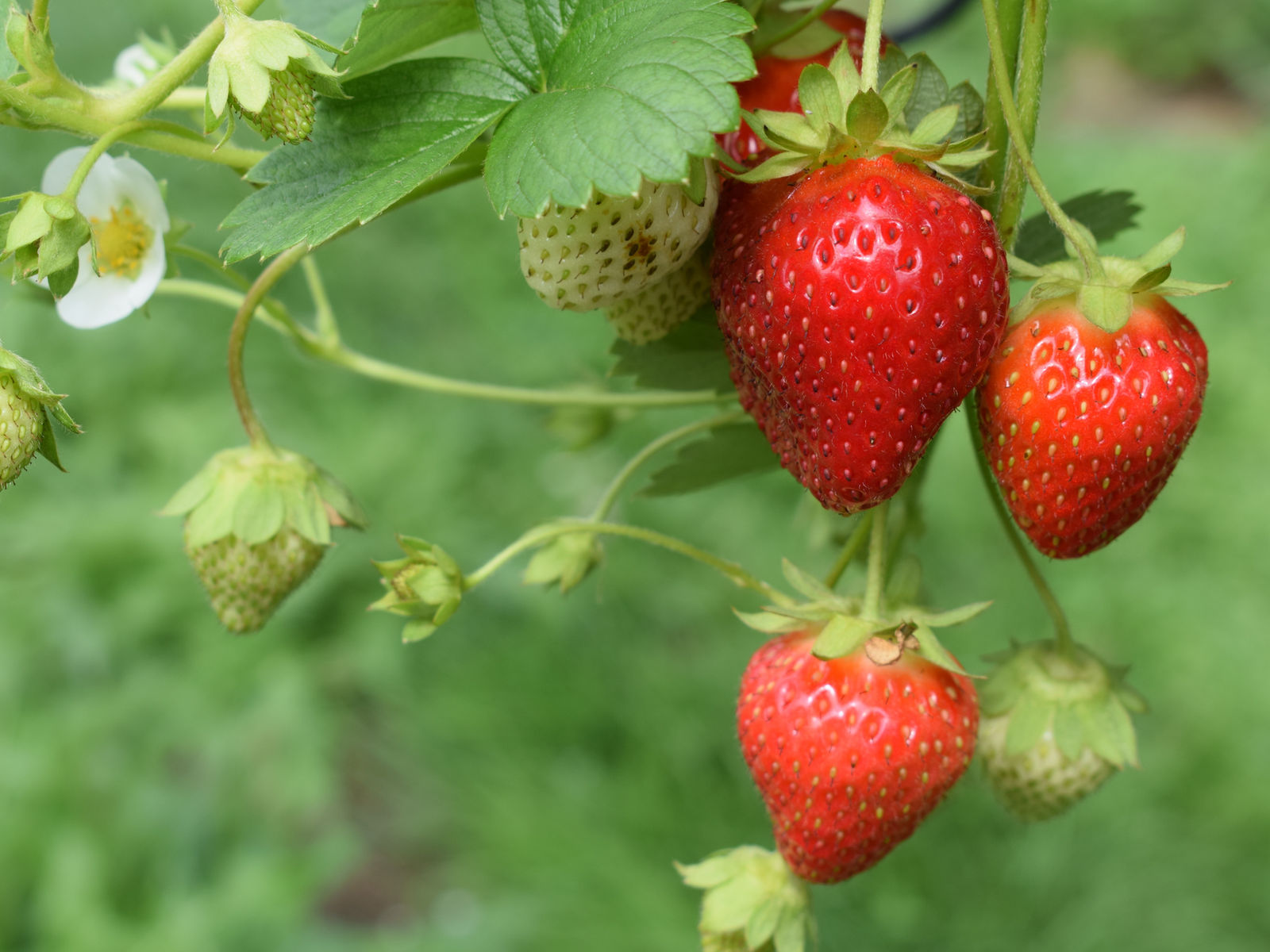Orchard Pond Organics photo 20