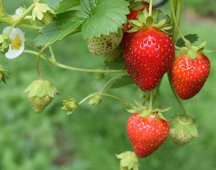 Fraises