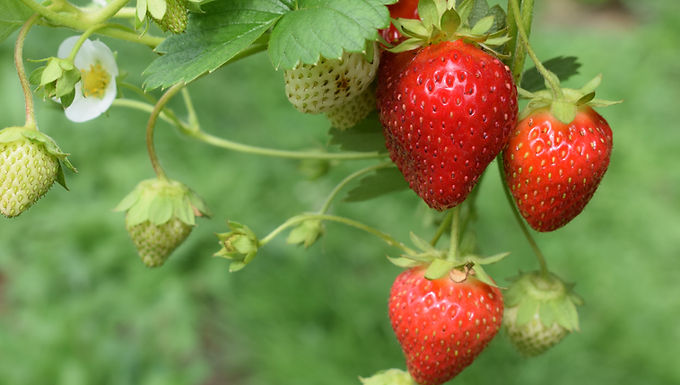 Strawberry, Everbearing - 'Albion' Strawberry