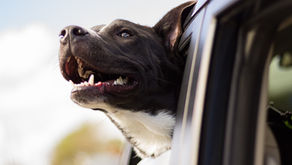 How to take care of my dog's dental health?