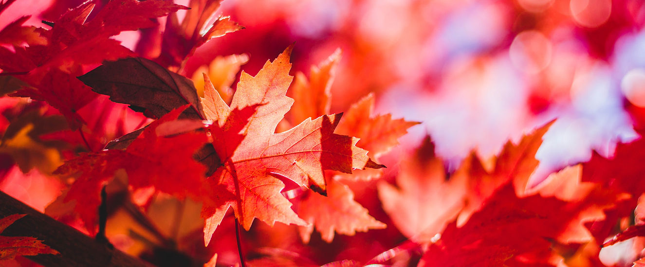 Image de Jeremy Thomas