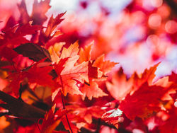 Fall cleanup on Saturday