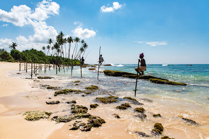 Fishermen on stilts fishing near the shore with palm trees and blue sky