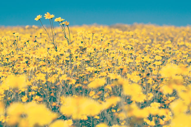 Image by Tim Mossholder