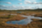 watery bog under a blue sky with fluffy clouds