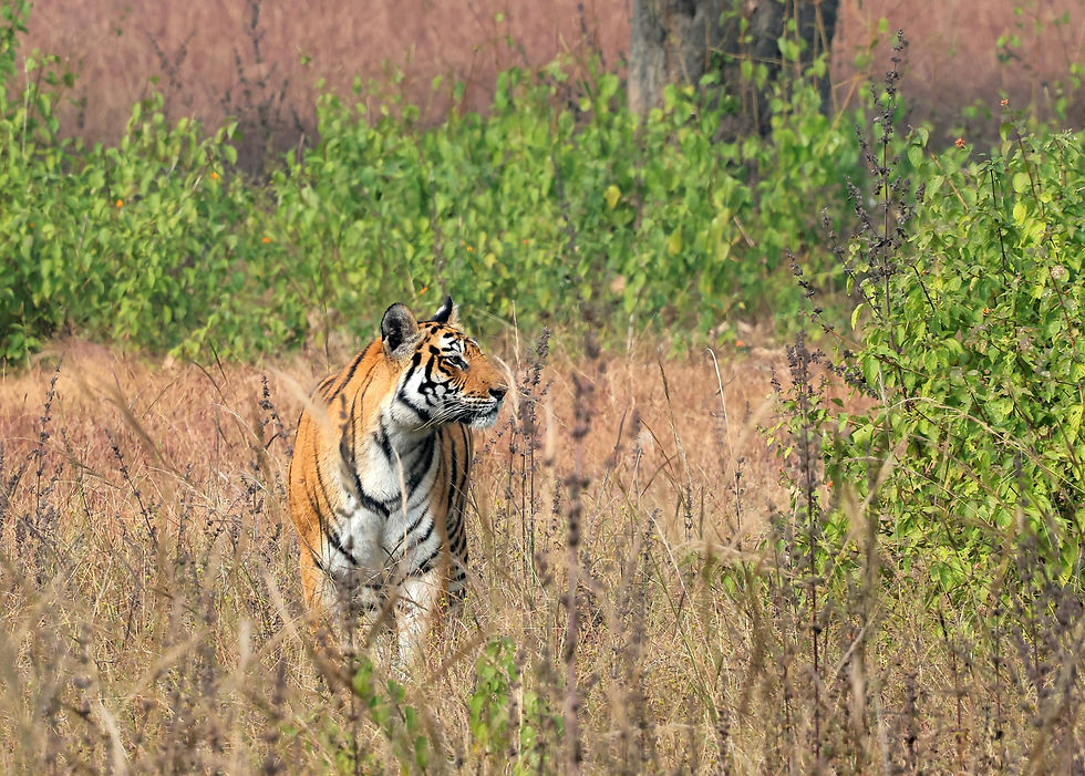 Tigre dans la jungle de Bandhavgarh