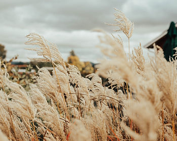 When the wind blows, the plants, trees and grasses don't try to resist - they BEND.
