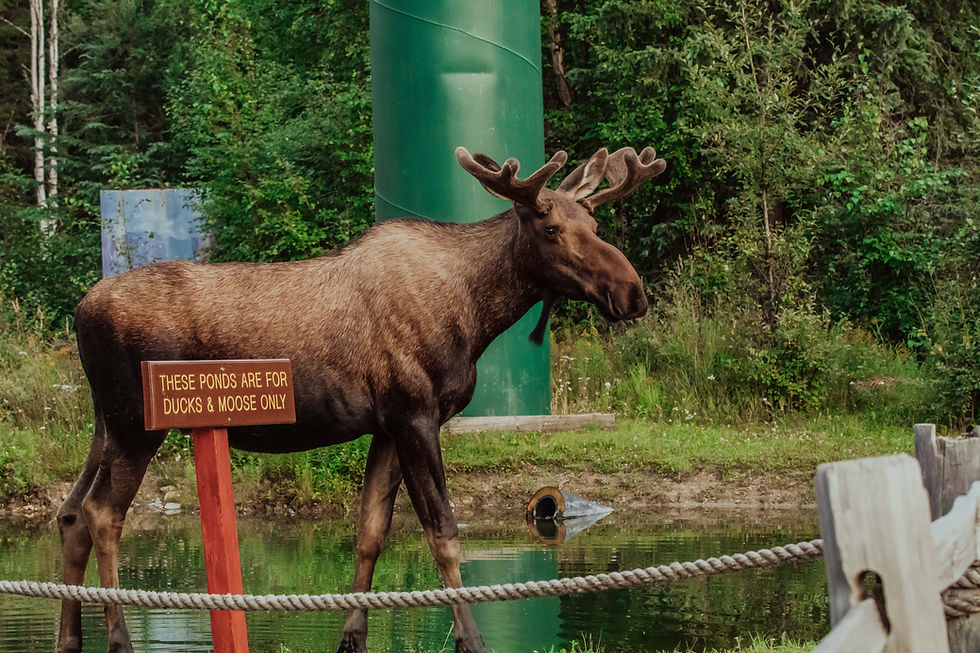 moose standing in a pond
