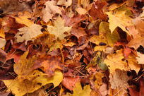 Herbstlaub