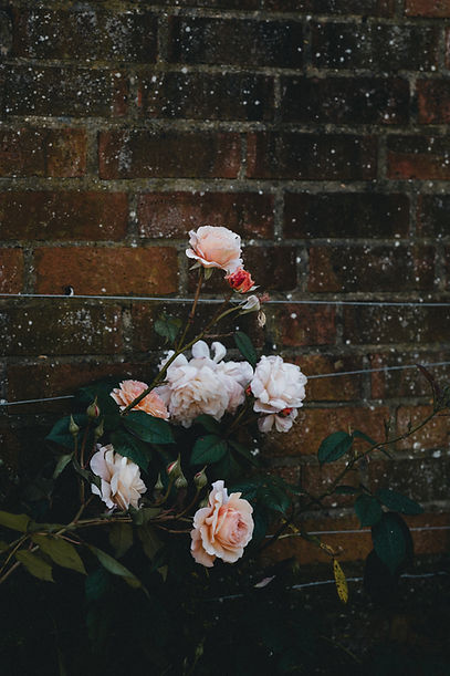 Image by Annie Spratt
