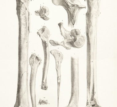 Image by BHLNZ - Biodiversity Heritage Library NZ