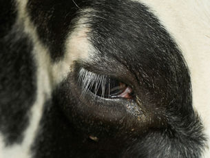 Vaca lechera siendo revisada por médico veterinario para investigar causa de muerte en el hato