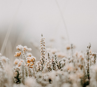 Image by Annie Spratt