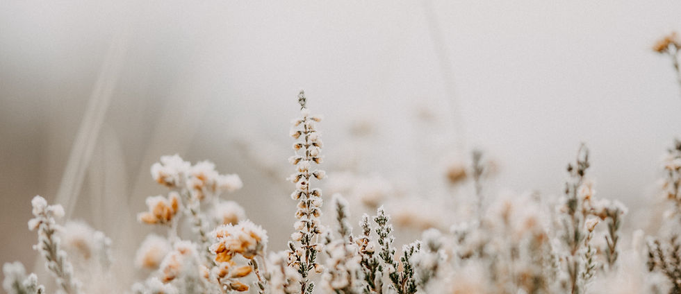 Image by Annie Spratt