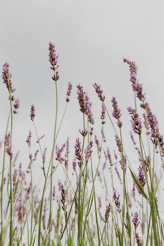 A calm, lavender field