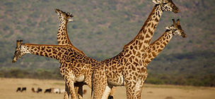 Group of four giraffes standing together on the Tarangire plains