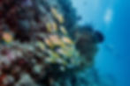 Gili