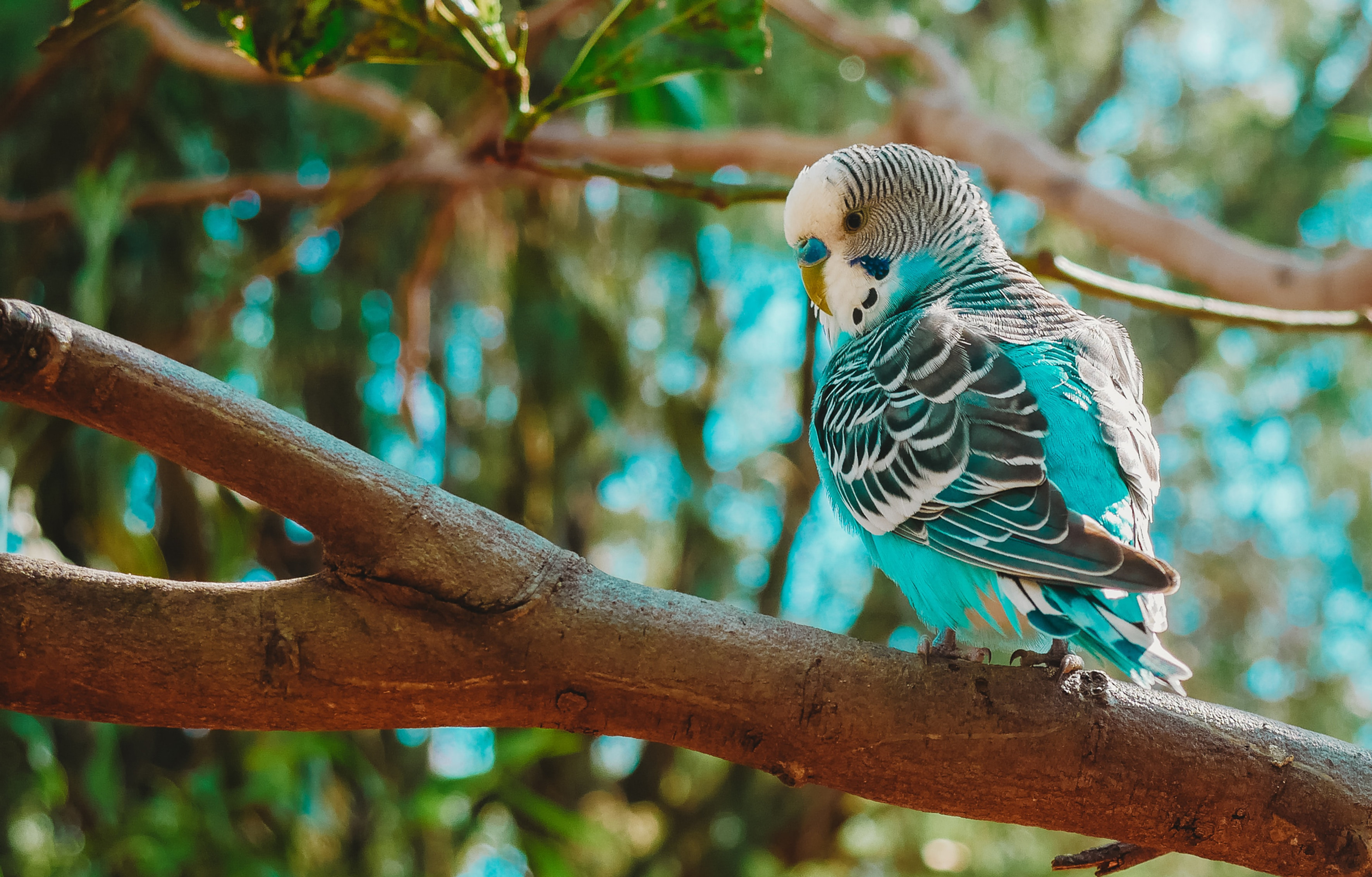 Colorful Parakeets