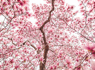 Image by Andy Feliciotti