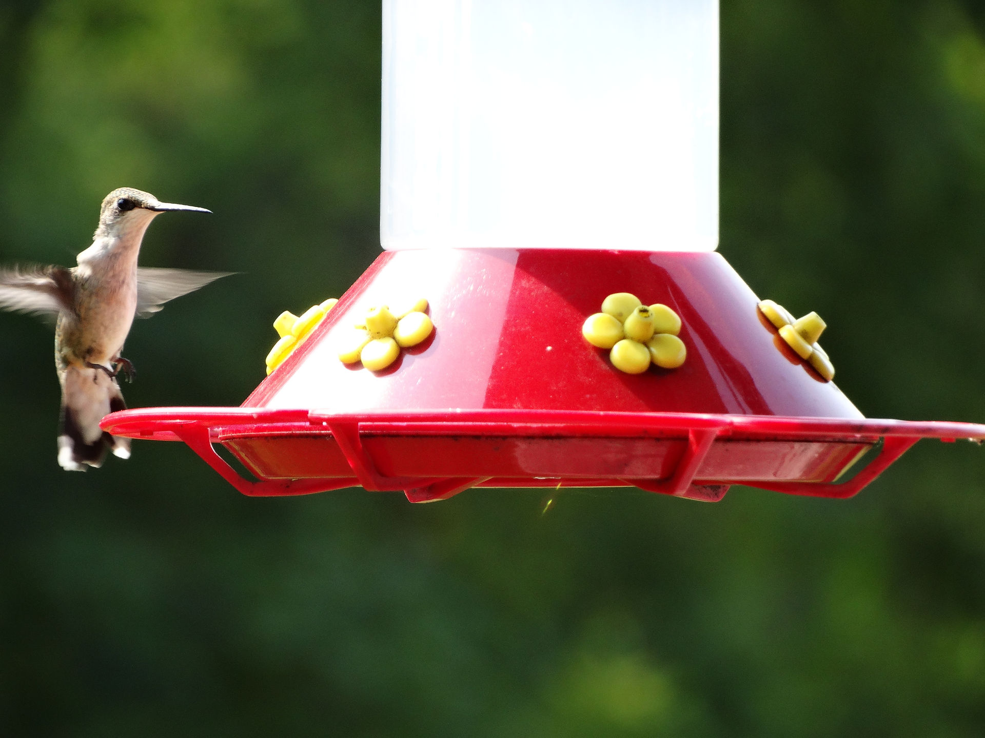 How to maintain hummingbird feeders and make hummingbird nectar.