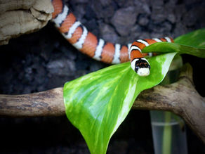 Milk Snake Ex-Situ