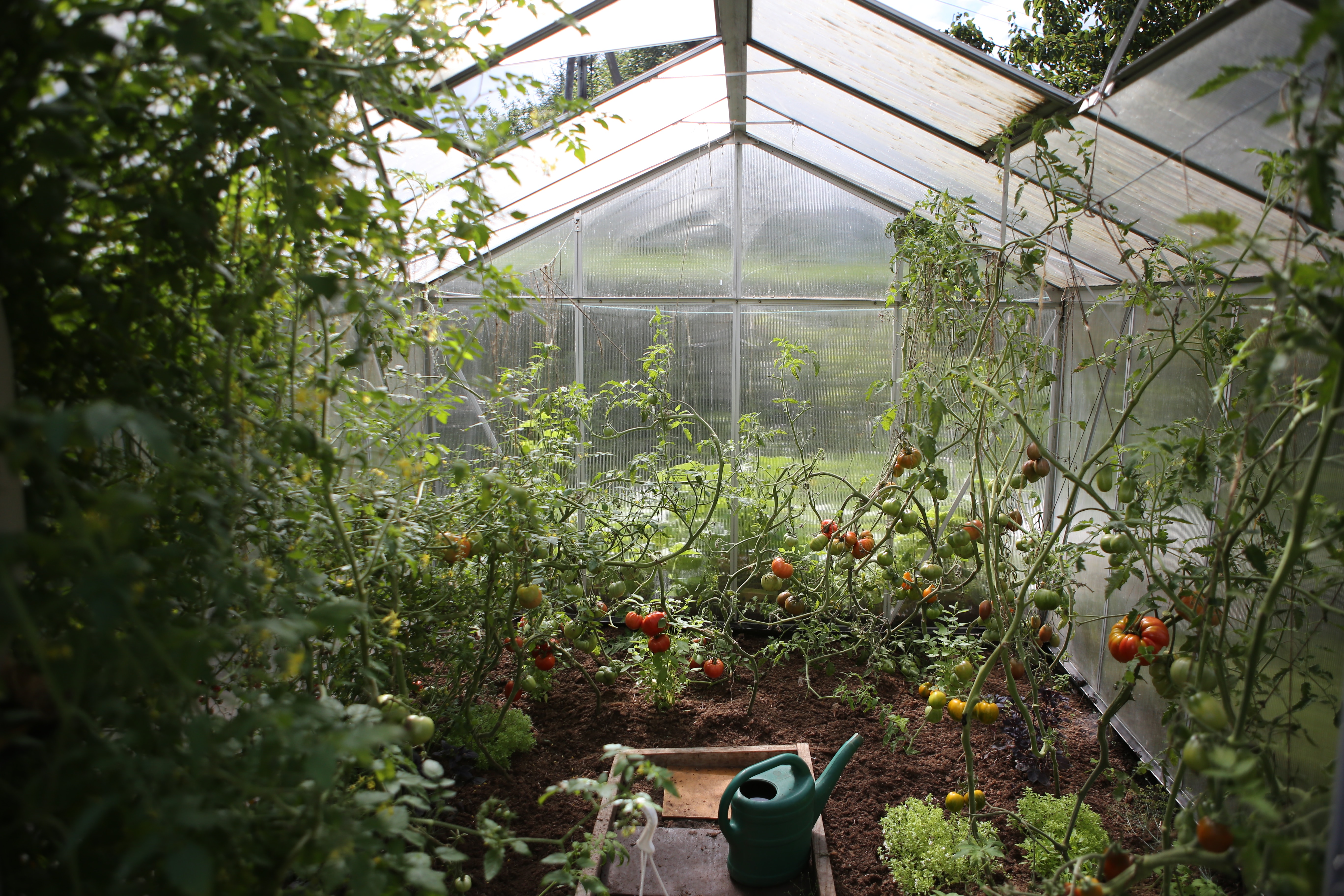 Natural Insect repelling plants