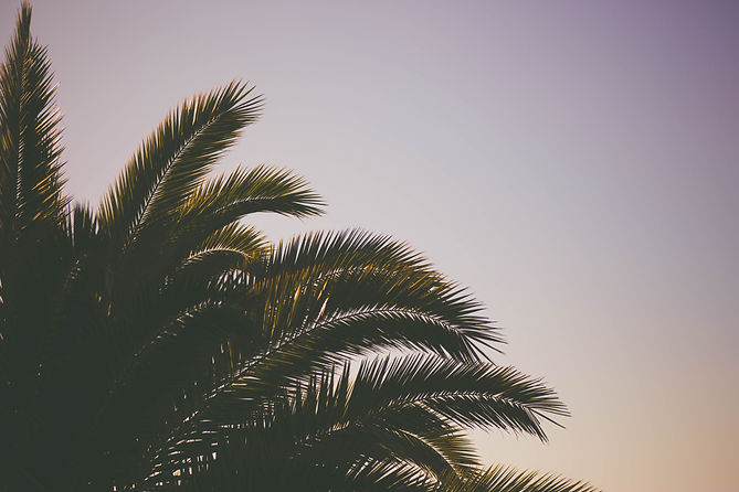 Image by Samuel Scrimshaw