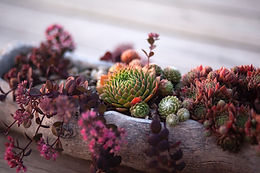 Image by Katie Burkhart