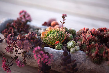 Image by Katie Burkhart