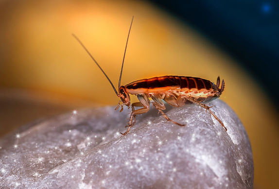 Image by Erik Karits