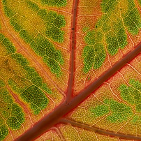 Image by Wolfgang Hasselmann