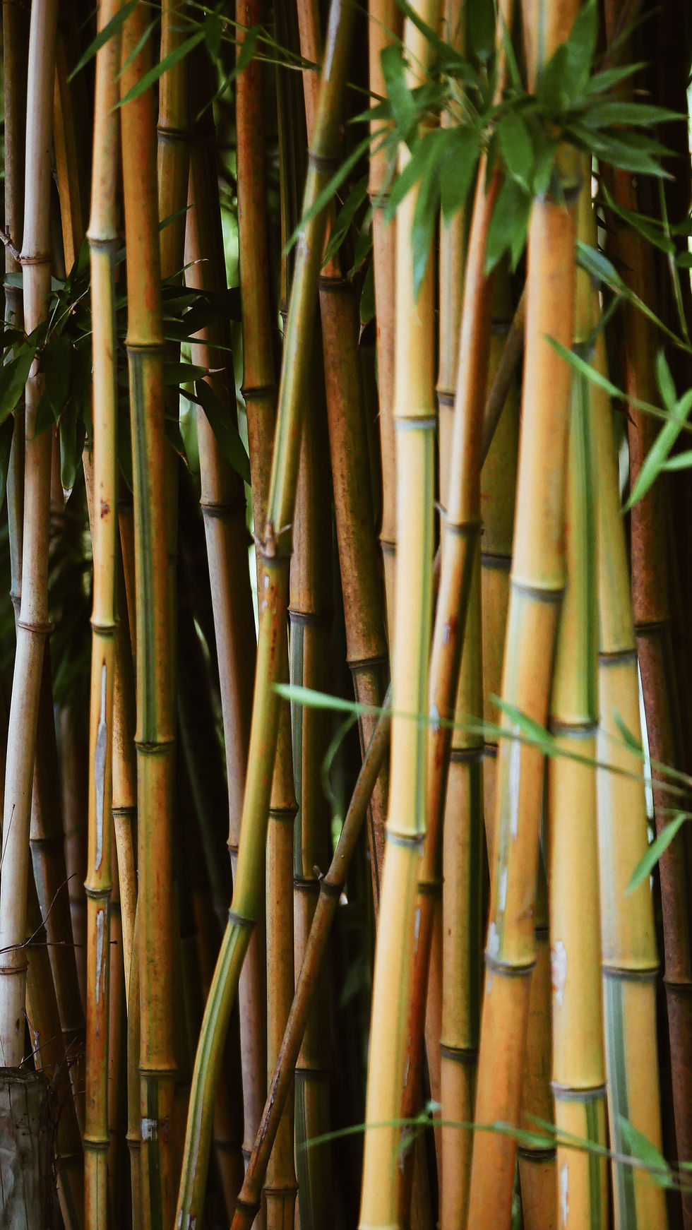 bamboo-extract