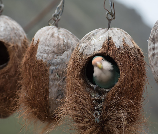 Powers Method Courses Curious Lovebird in Birdhouse