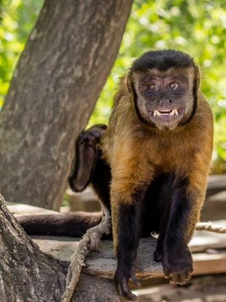 Photo d'un singe en Guyane