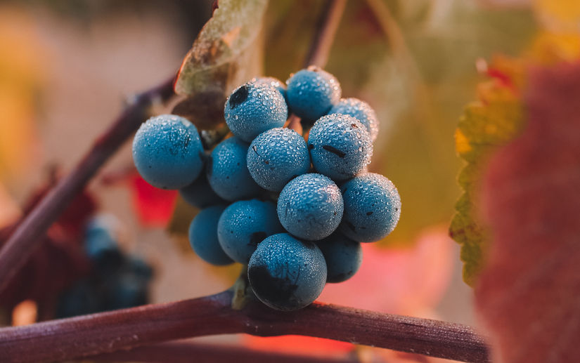 Image by Bertrand Bouchez