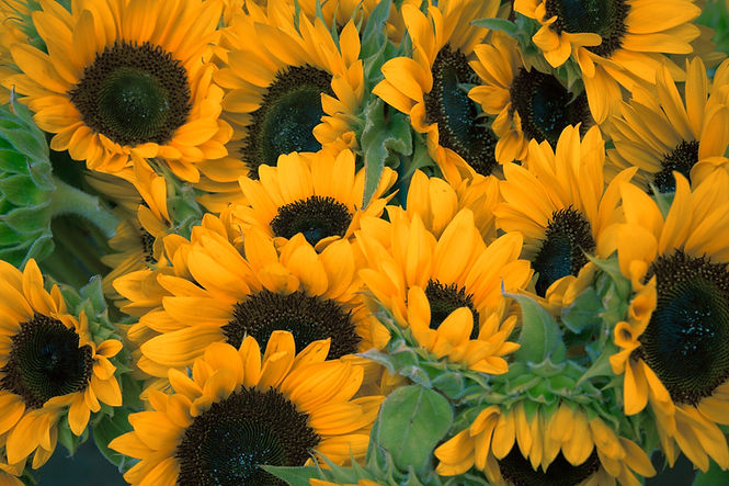 Sunflowers in their field bunched together.