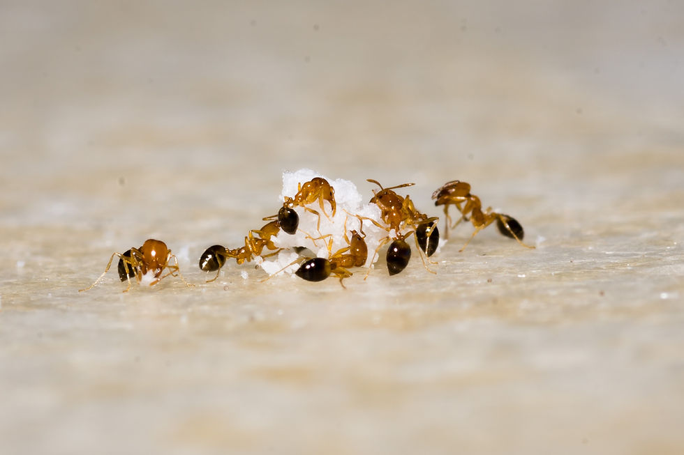 ant Image by Amit Talwar