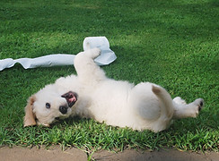 puppy-rolling-in-grass-main-street-vet