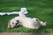 Leaving your dog with a sitter doesn’t have to be stressful. With a little preparation and the right information, you can fee