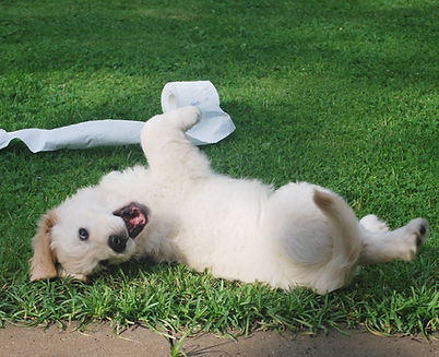 Playful puppy rolling on green grass during early socialization and confidence-building in Kitchener.