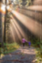 family walking in the forest