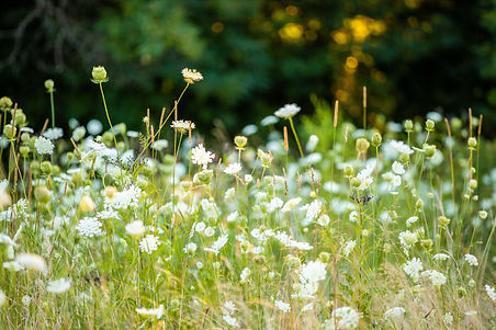 Image by Nick Artman