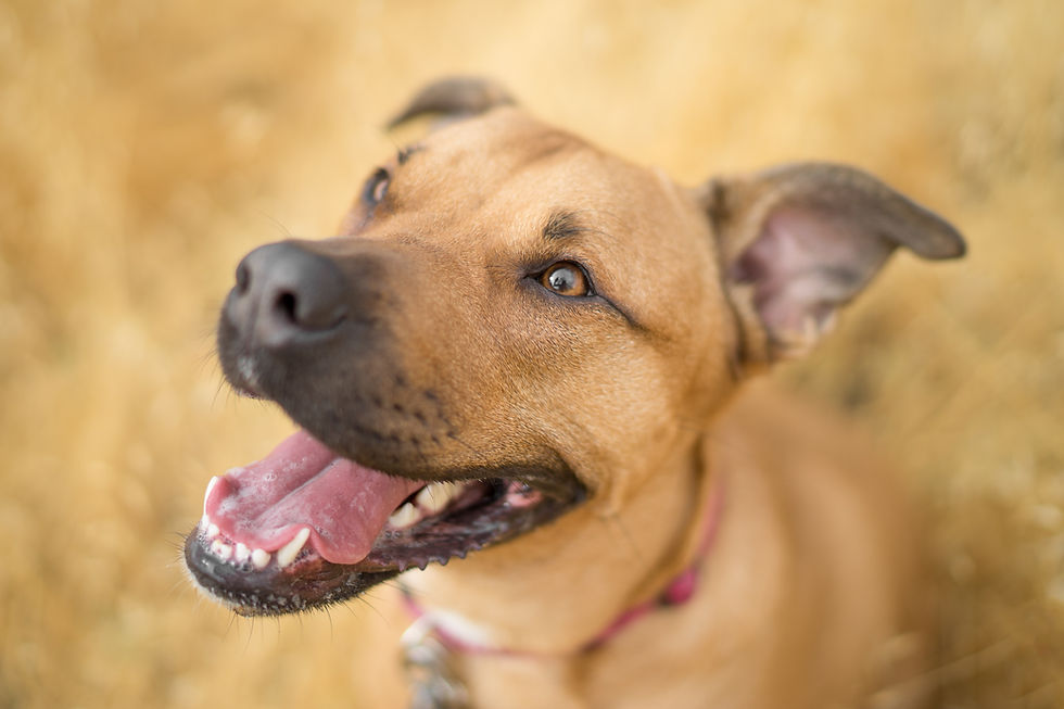 brown dog with it's mouth open shoeing his withe teeth and pink tongue
