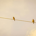 Image by Ronaldo de Oliveira